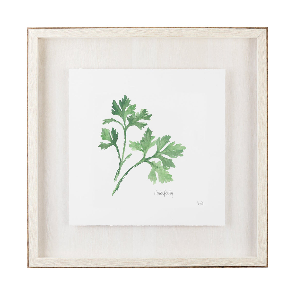 Italian Parsley v2 by Chris Paschke a Framed Art Print Matted under Glass by Mercana at Eve Furniture