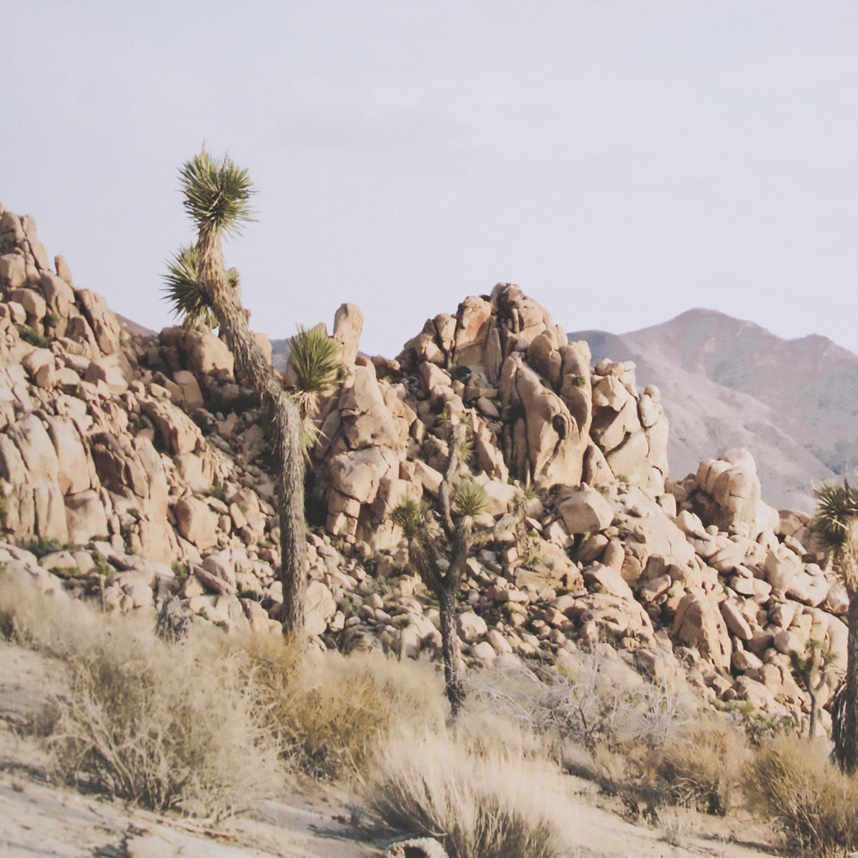 Joshua Tree 1 by THE Studio a Framed Photo Art Print Matted under Glass by Mercana at Eve Furniture