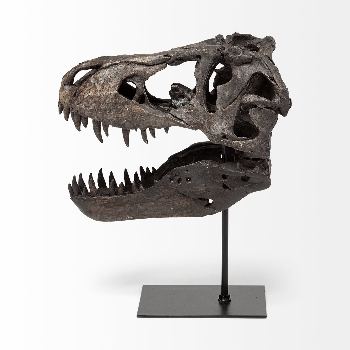 Jurassic 6L x 10W Brown Resin Tyrannosaurus Skull Replica by Mercana at Eve Furniture