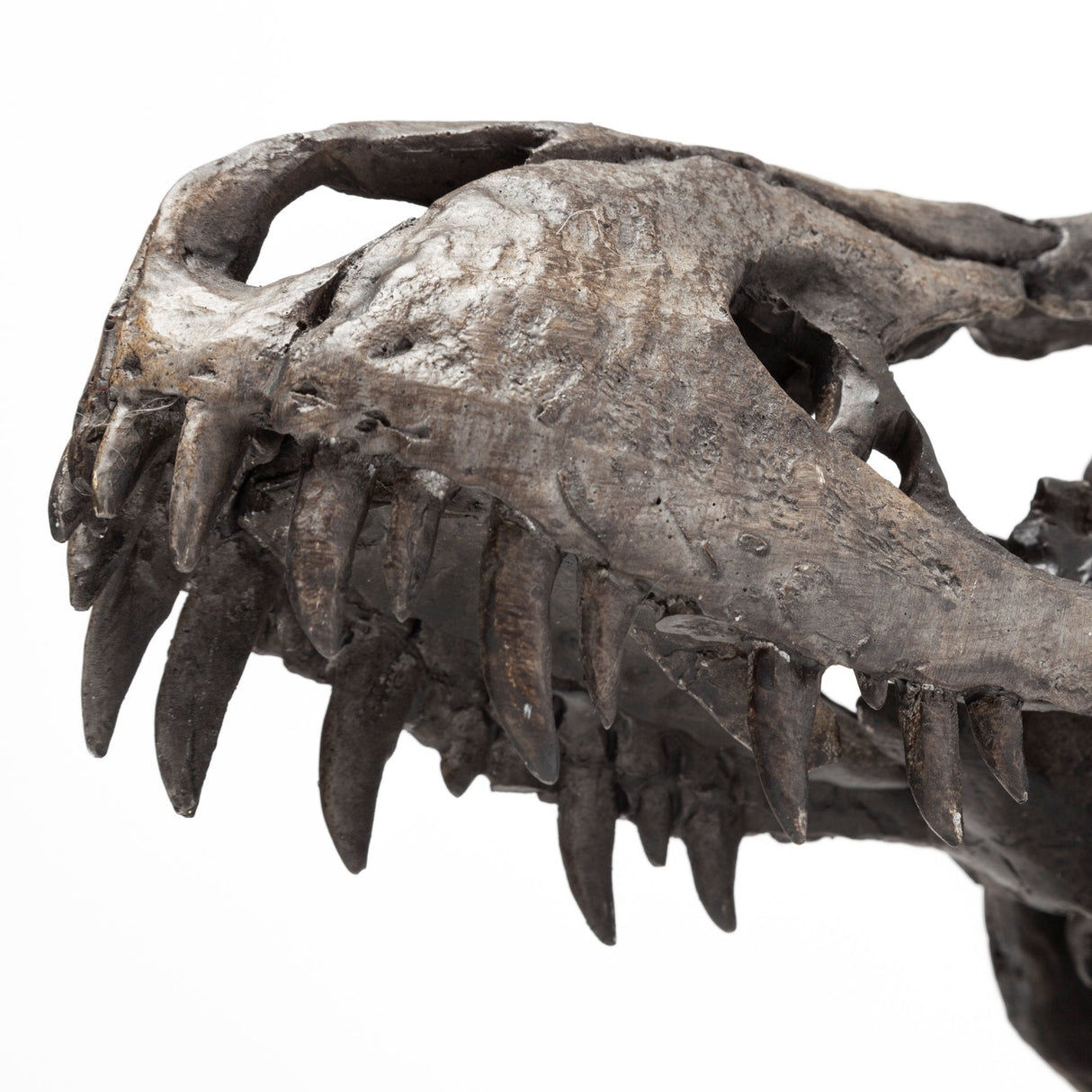 Jurassic Brown Resin Tyrannosaurus Skull Replica by Mercana at Eve Furniture