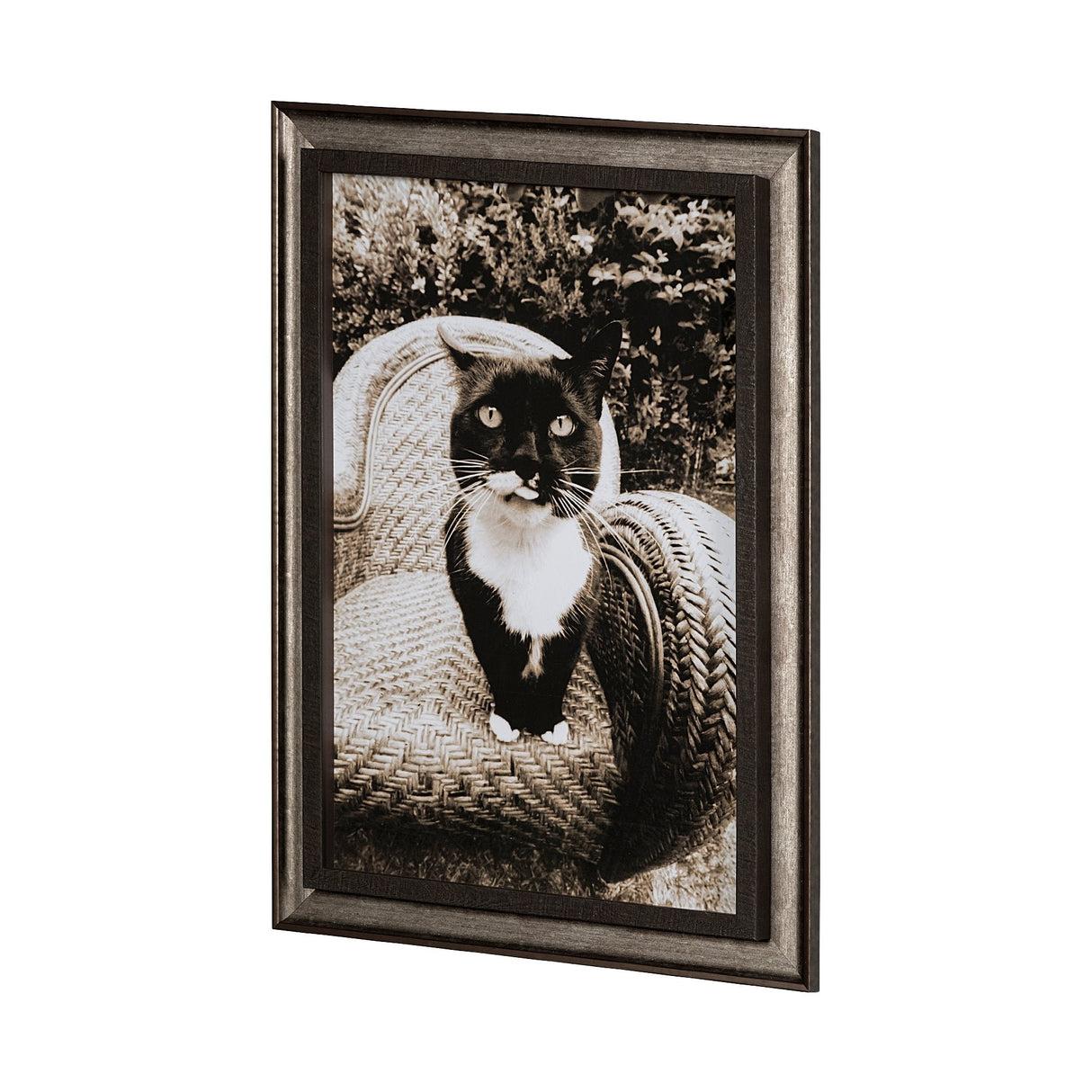 Kitty I by Jim Drafield a Framed Photo Art Print by Mercana at Eve Furniture