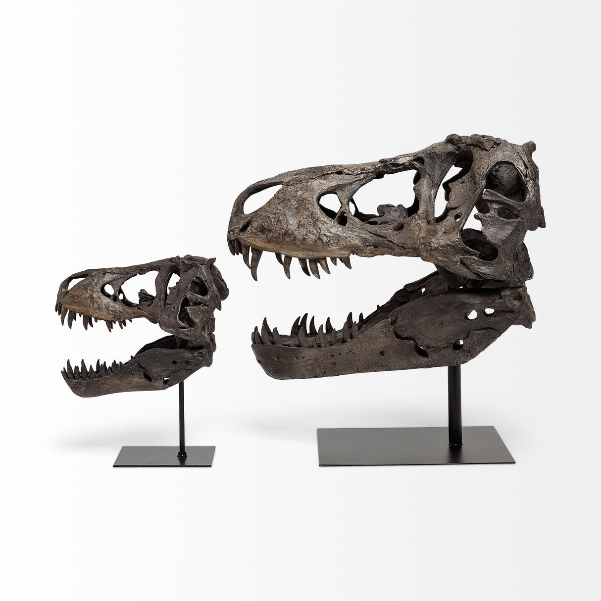 Lagrane 19L x 11W Brown Resin Tyrannosaurus T Rex Dinosaur Skull Replica by Mercana at Eve Furniture