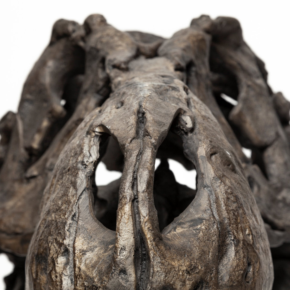 Lagrane 19L x 11W Brown Resin Tyrannosaurus T Rex Dinosaur Skull Replica by Mercana at Eve Furniture