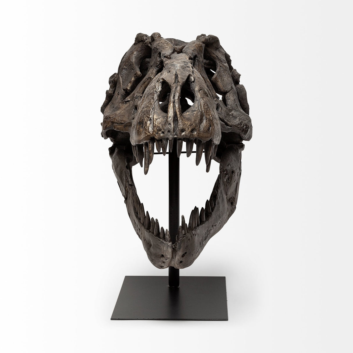 Lagrane Brown Resin Tyrannosaurus T Rex Dinosaur Skull Replica by Mercana at Eve Furniture