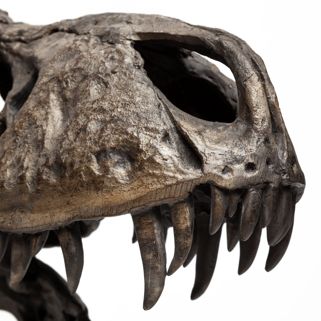 Lagrane Brown Resin Tyrannosaurus T Rex Dinosaur Skull Replica by Mercana at Eve Furniture