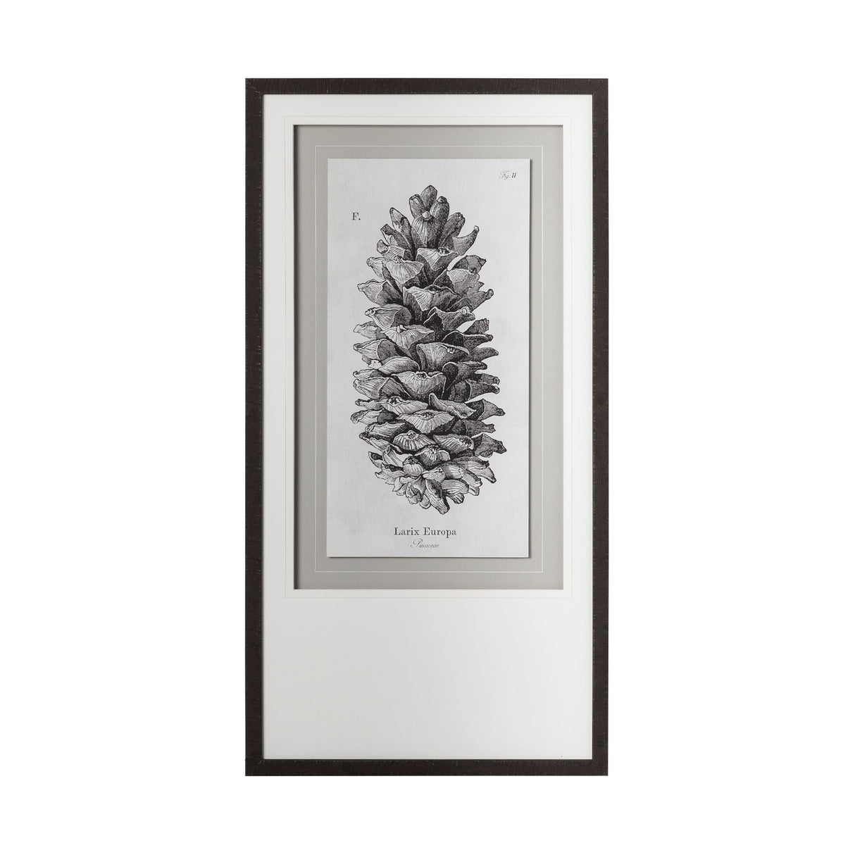 Larix Europa by Maria Mendez a Framed Art Print Matted under Glass by Mercana at Eve Furniture
