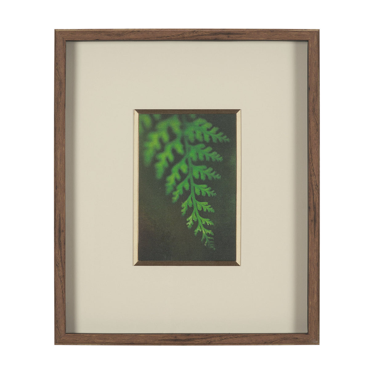 Leaf Charm by Michael Banks a Hand Embellished Framed Photo Art Print Matted under Glass by Mercana at Eve Furniture