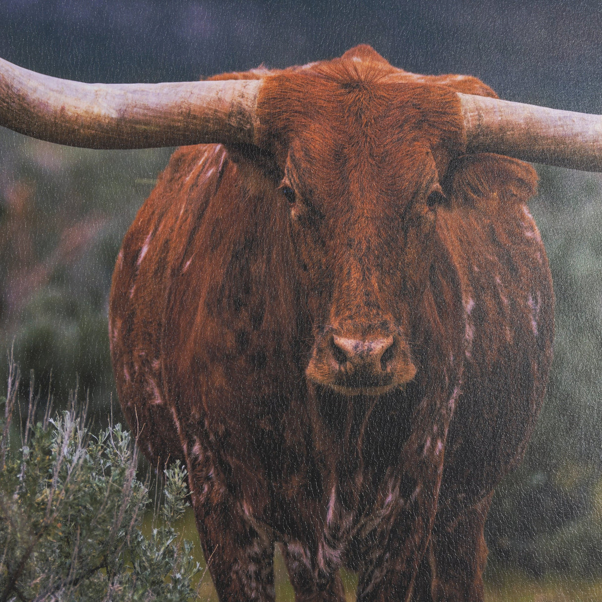 Longhorn 5 by Gary Blatter a Hand Embellished Framed Photo Art Print Matted under Glass by Mercana at Eve Furniture