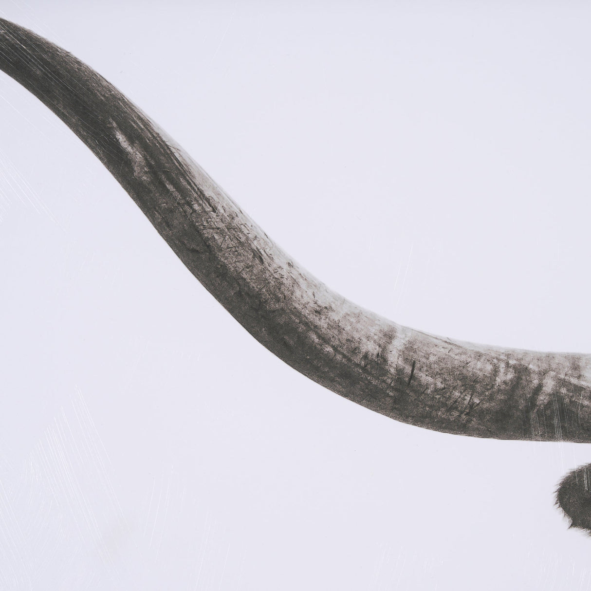 Longhorn Last Call BW by Nathan Larson Hand Embelished Textured Framed Photo Art Print Matted under by Mercana at Eve Furniture