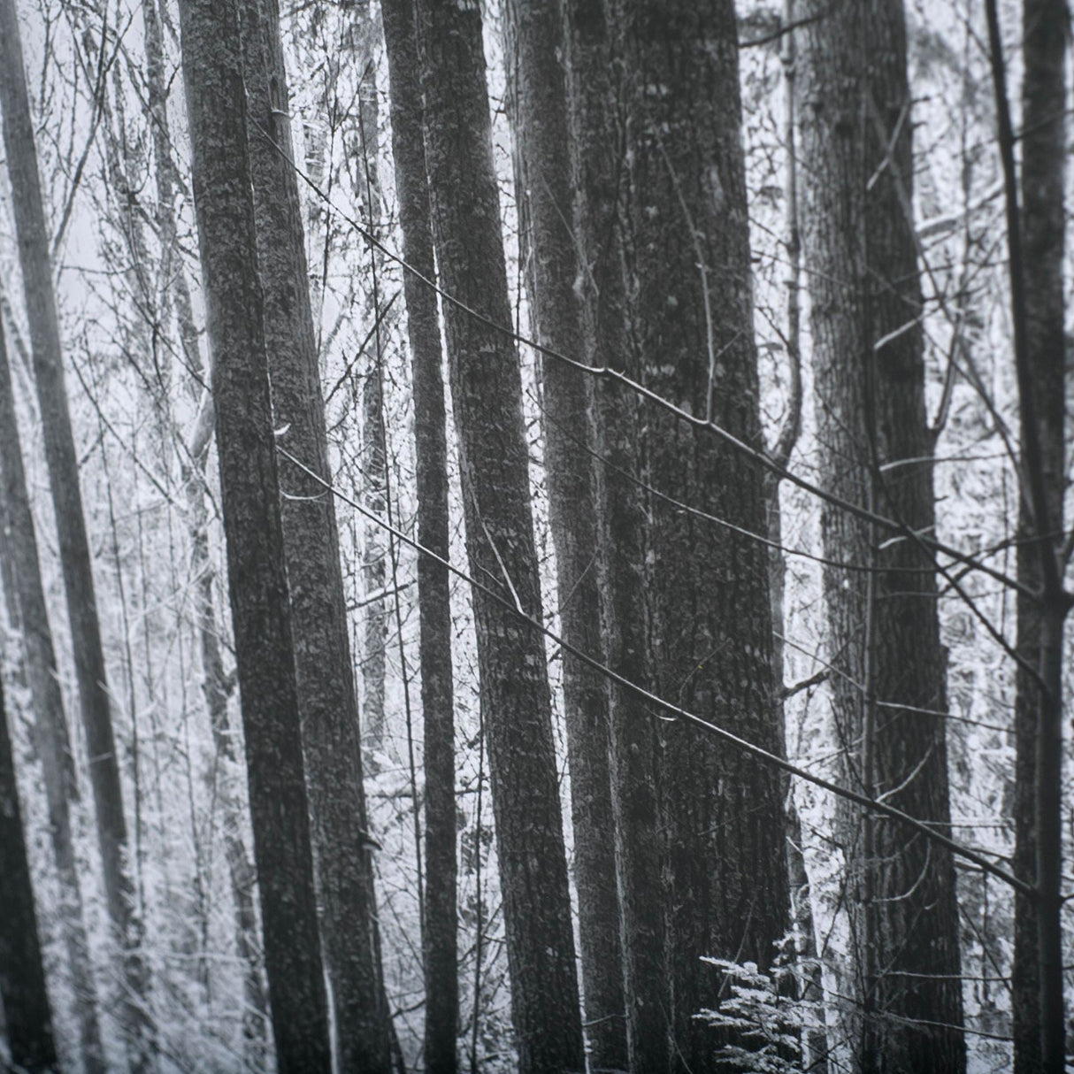 Lowland Winter Forest No 13, Tiger Mountain by Bisig, Steve a Framed Photo Art Print Matted under Gl by Mercana at Eve Furniture