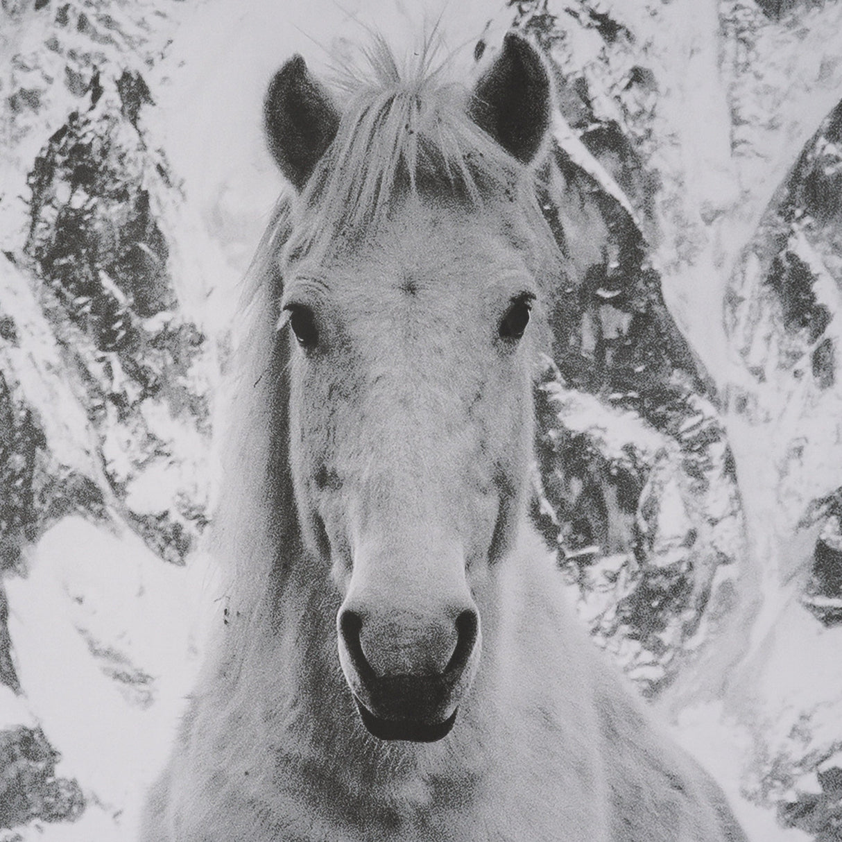 Majestic Mane - Snowscape by Matt Roseveare Framed Art Print Matted under Glass by Mercana at Eve Furniture