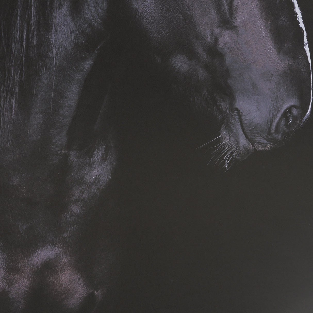 Majestic Midnight by Rehpoehler Framed Photo Print Matted under Glass by Mercana at Eve Furniture