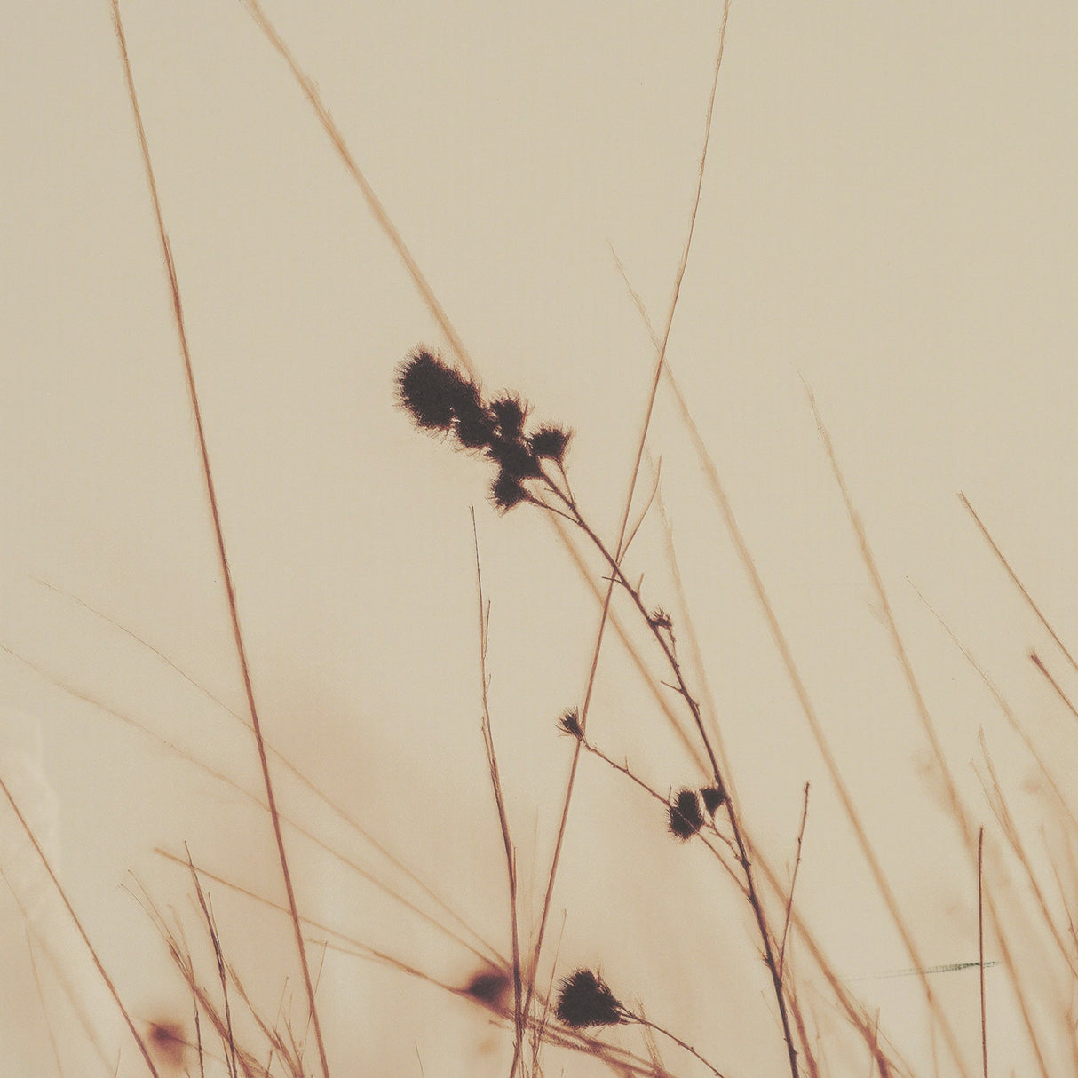 Meadowlark Call Antique by Nathan Larson FramedPhoto Matted under Glass by Mercana at Eve Furniture