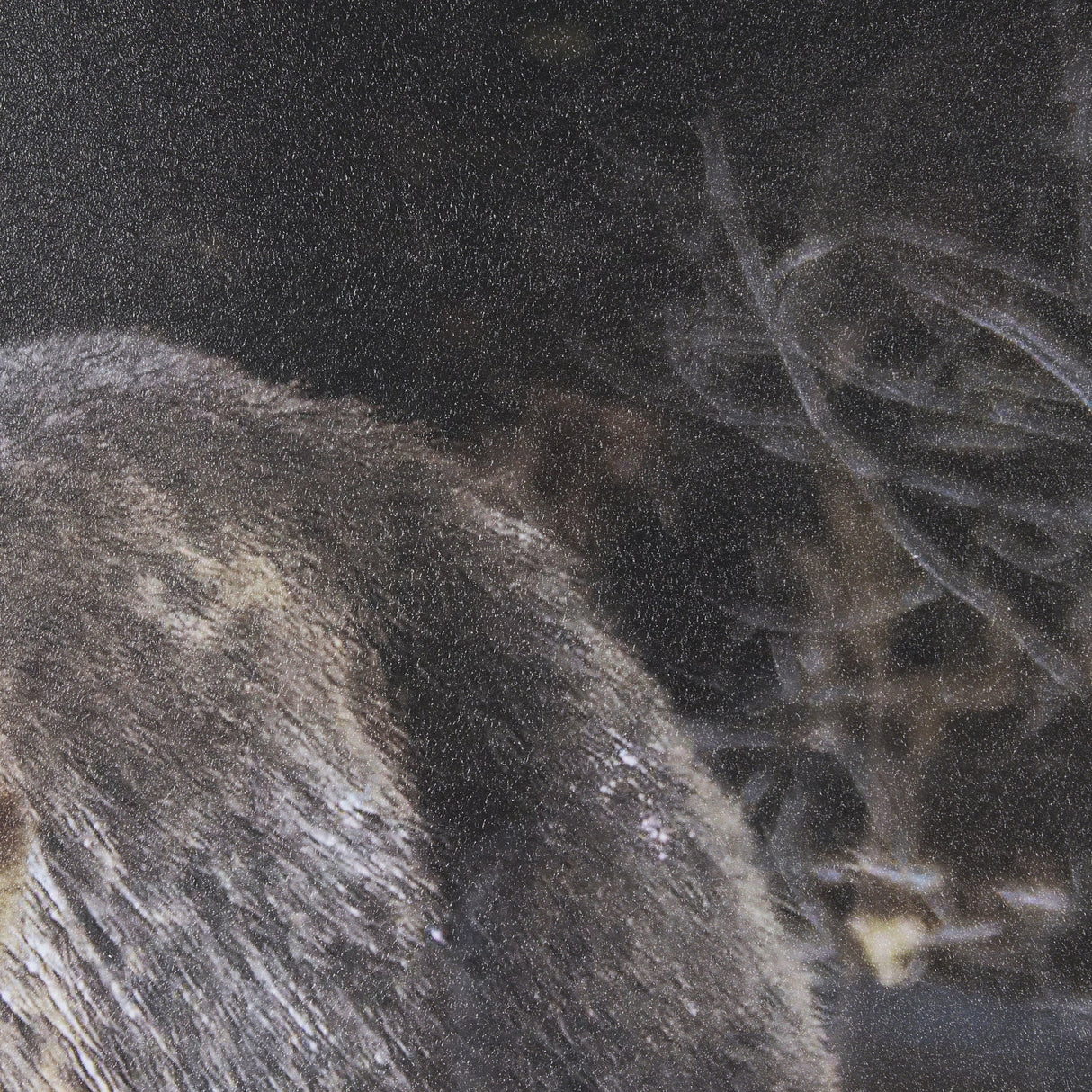 Mom and Cub by Chad Mackay a Hand Embellished Textured Framed Photo Art Print Matted under Glass by Mercana at Eve Furniture