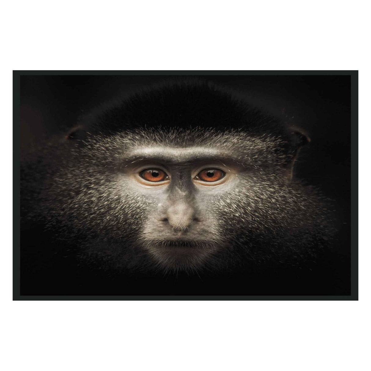Monkey Black Photography 48x72 by Classic Home at Eve Furniture