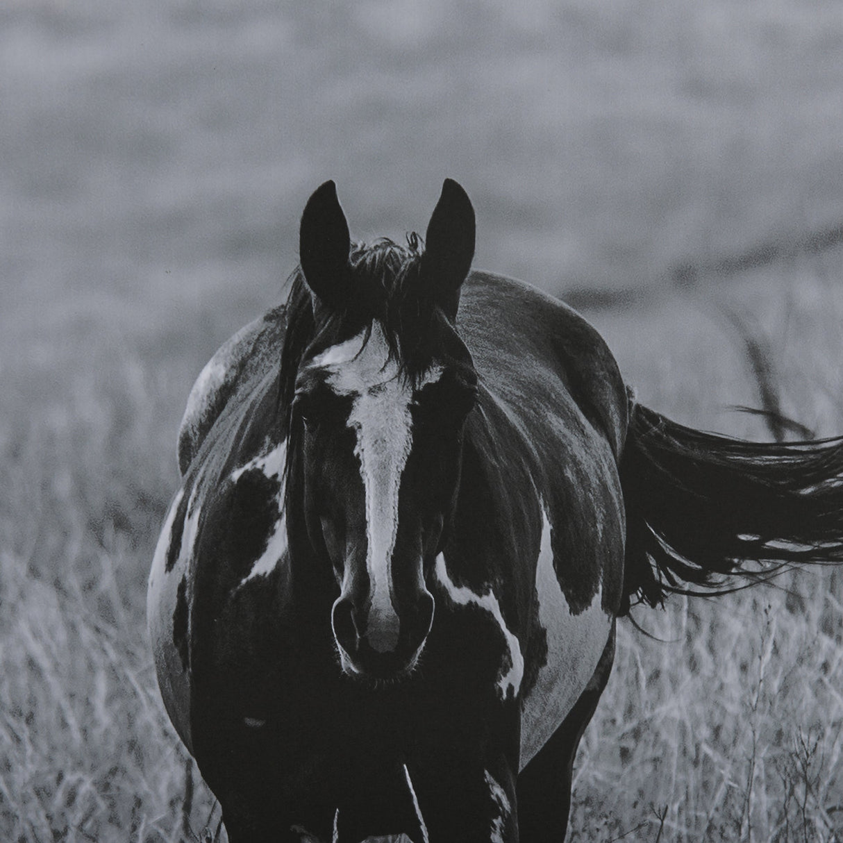 Montana Moves by Mercana Studio a Framed Photo Art Print Matted under Glass by Mercana at Eve Furniture