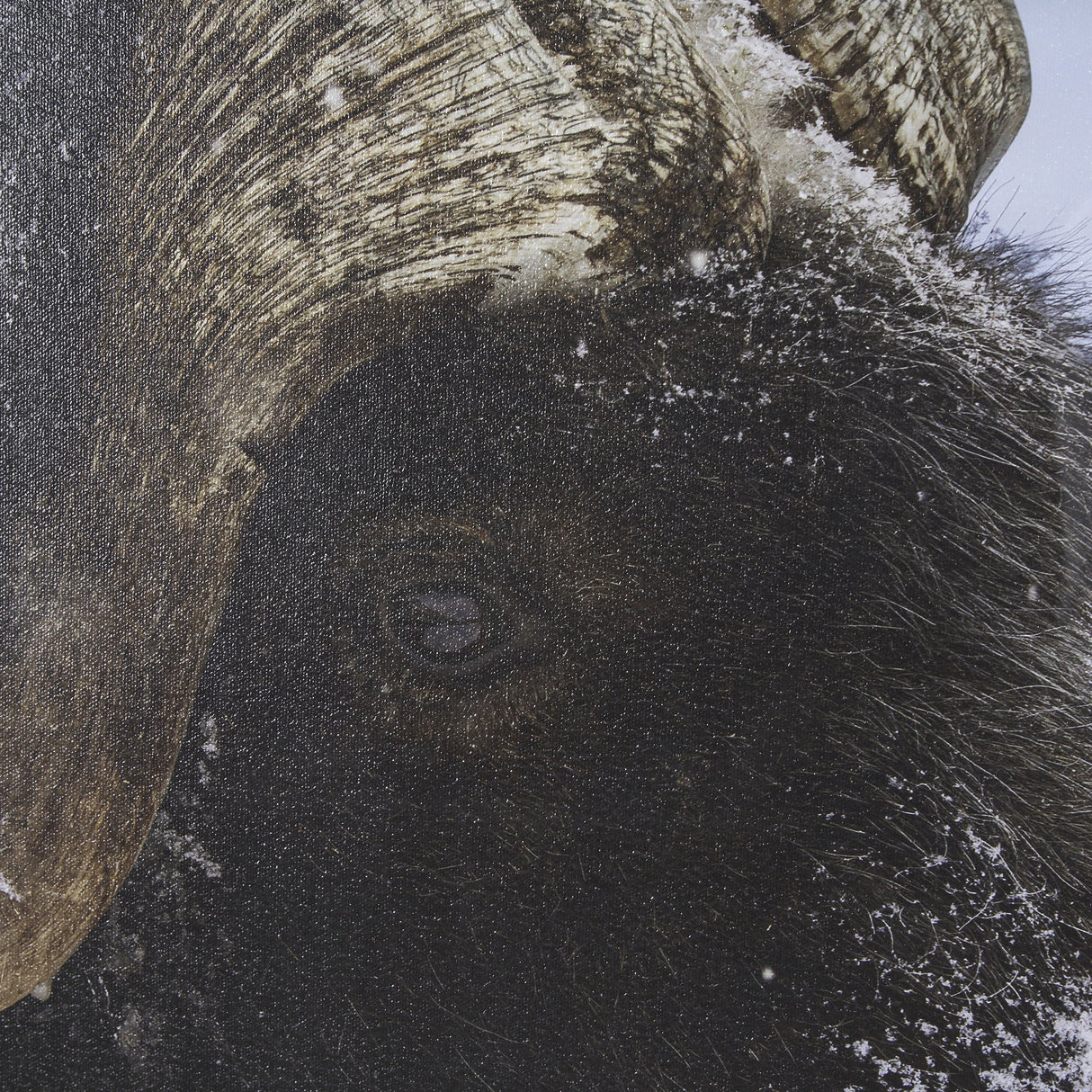 Muskox by Gary Blatter a Hand Embellished Textured Framed Photo Art Print Matted under Glass by Mercana at Eve Furniture