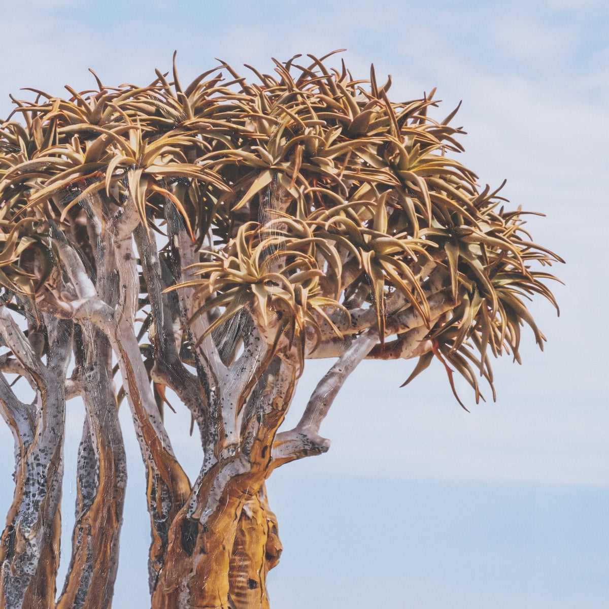 Namibia Tree in Desert by Richard Silver Textured Framed Photo Print Matted under Glass by Mercana at Eve Furniture