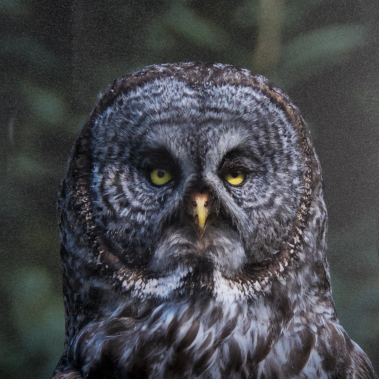 Night Owl by Chad Mackay a Hand Embellished Textured Framed Photo Art Print Matted under Glass by Mercana at Eve Furniture