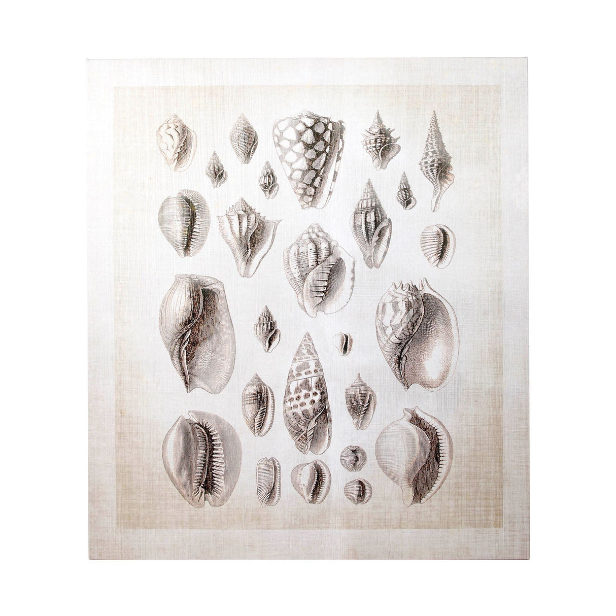 Ocean Shell Collection I by Christopher James a Hand Embellished Textured Canvas by Mercana at Eve Furniture