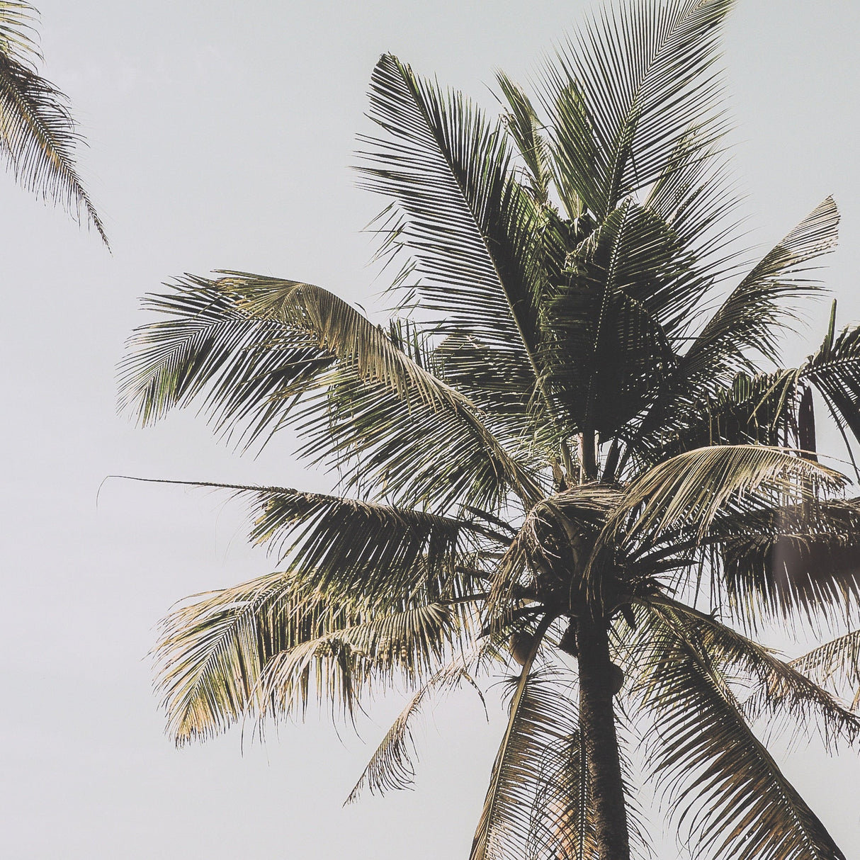 Oceanside Palms by Shot By Clint Framed Photo Print Matted under Glass by Mercana at Eve Furniture