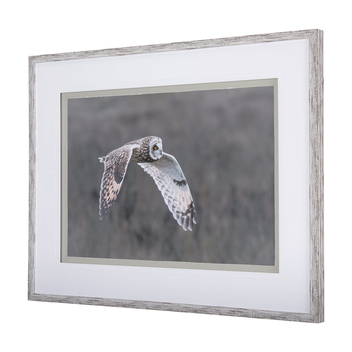 Owl in Flight by Chad Mackay a Framed Photo Art Print Matted under Glass by Mercana at Eve Furniture