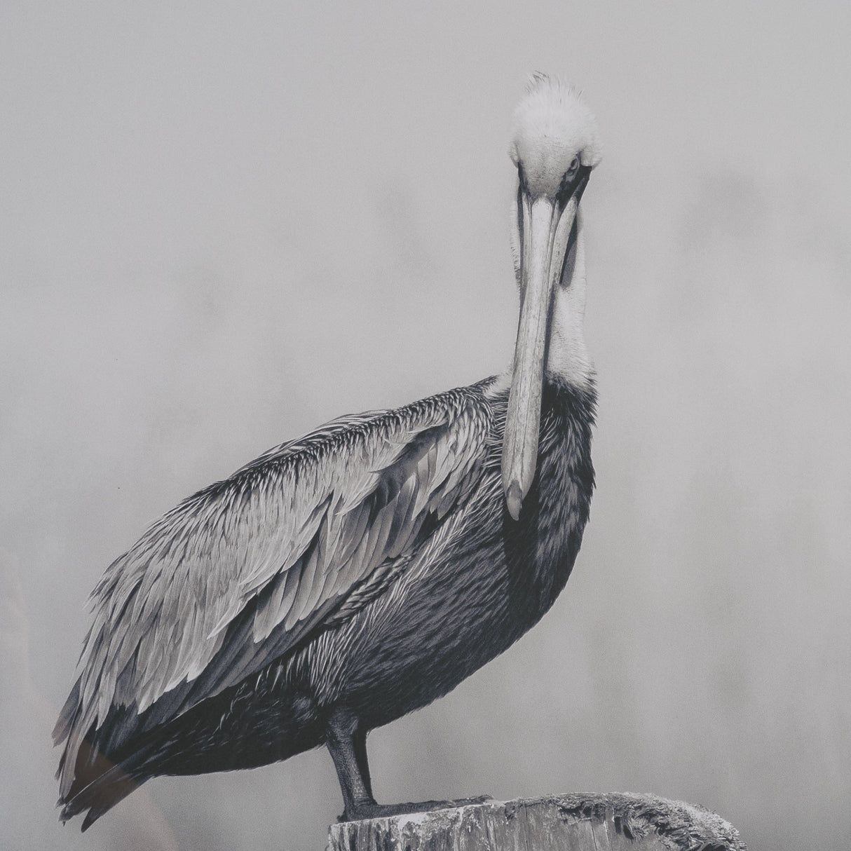 Pelican Stories by Nathan Larson Framed Art Print Matted under Glass by Mercana at Eve Furniture