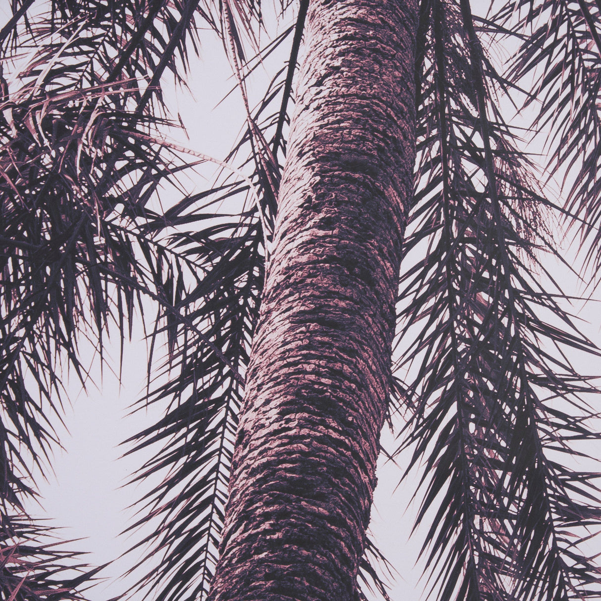 Pink Palms Horizontal by Deborah Revell a Framed Photo Art Print Matted under Glass by Mercana at Eve Furniture