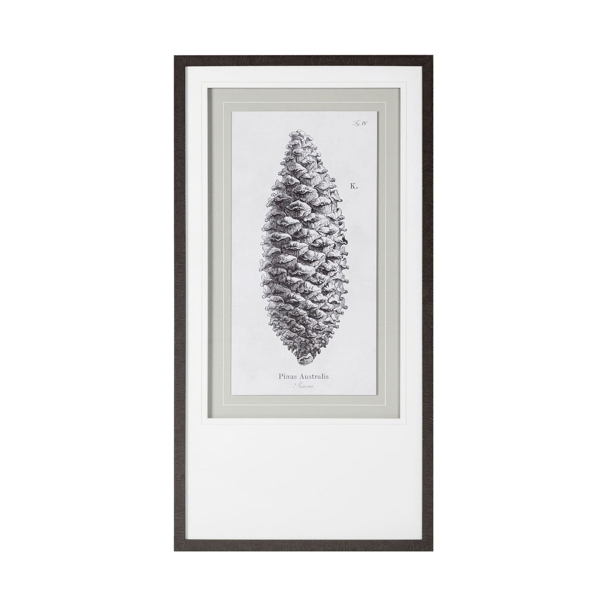 Pinus Australis by Maria Mendez a Framed Art Print Matted under Glass by Mercana at Eve Furniture