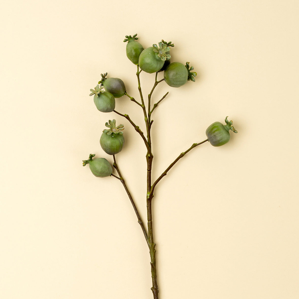 Poppy Pod Branch, Set of 24 by Mercana at Eve Furniture