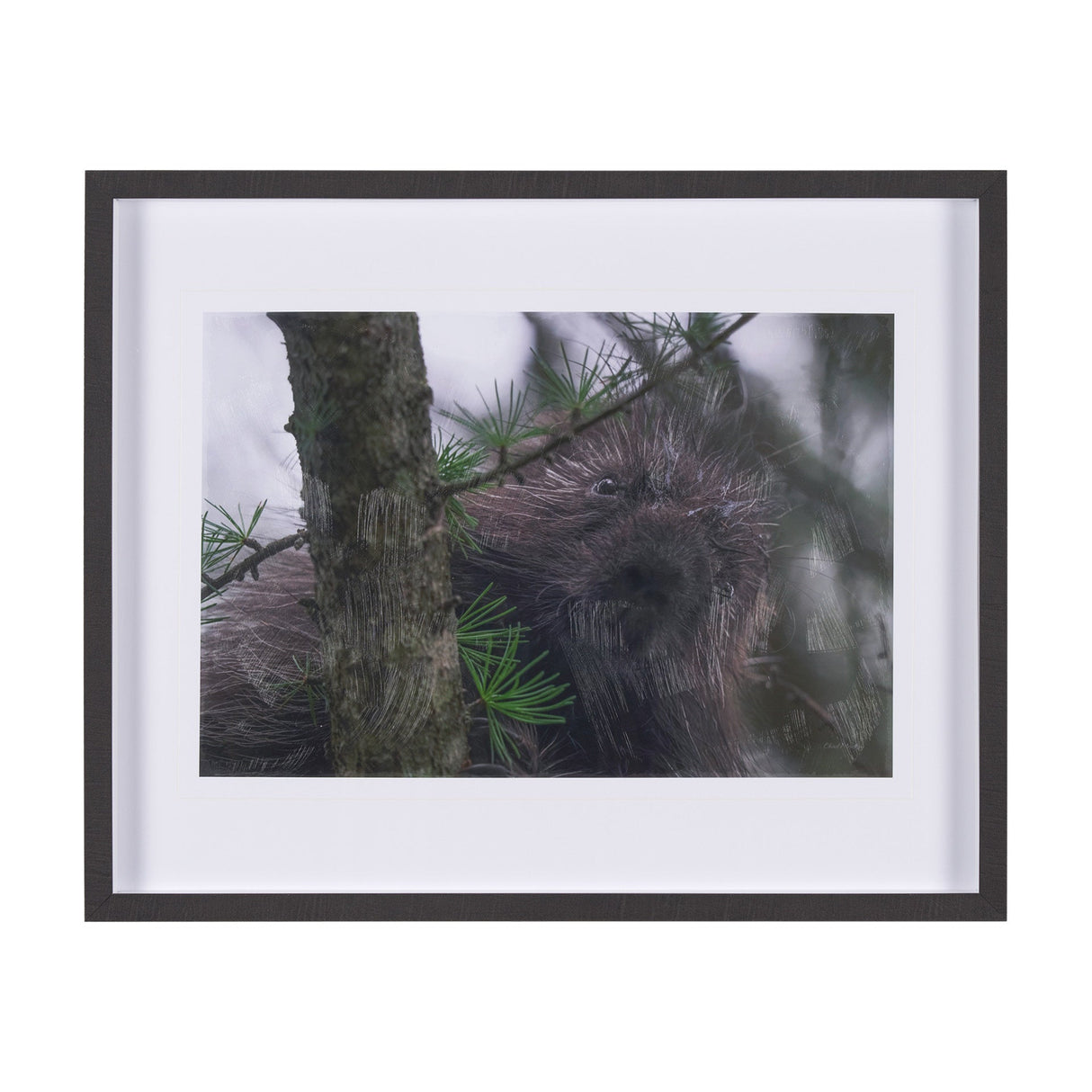 Porcupine Visit by Chad Mackay a Hand Embellished Framed Photo Art Print Matted under Glass by Mercana at Eve Furniture