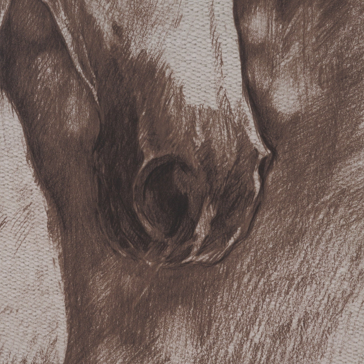 Portrait of a Thoroughbred I by Mercana Studio a Framed Art Print Matted under Glass by Mercana at Eve Furniture