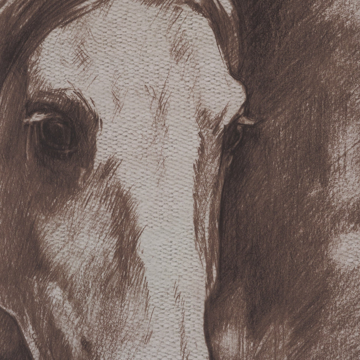 Portrait of a Thoroughbred II by Mercana Studio a Framed Art Print Matted under Glass by Mercana at Eve Furniture