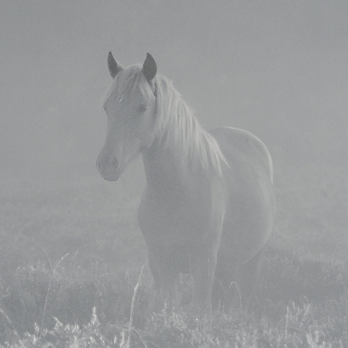 Quiet Morning by Matt Roseveare a Framed Photo Art Print Matted under Glass by Mercana at Eve Furniture
