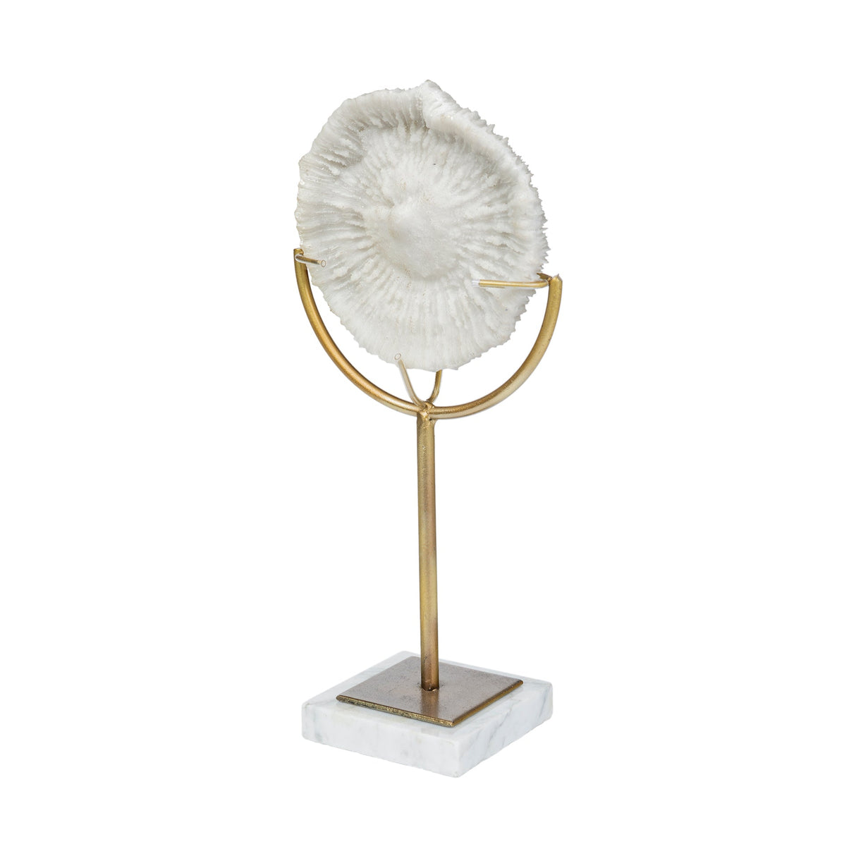 Sandy III (Large) White Coastal Sand Dollar Object by Mercana at Eve Furniture