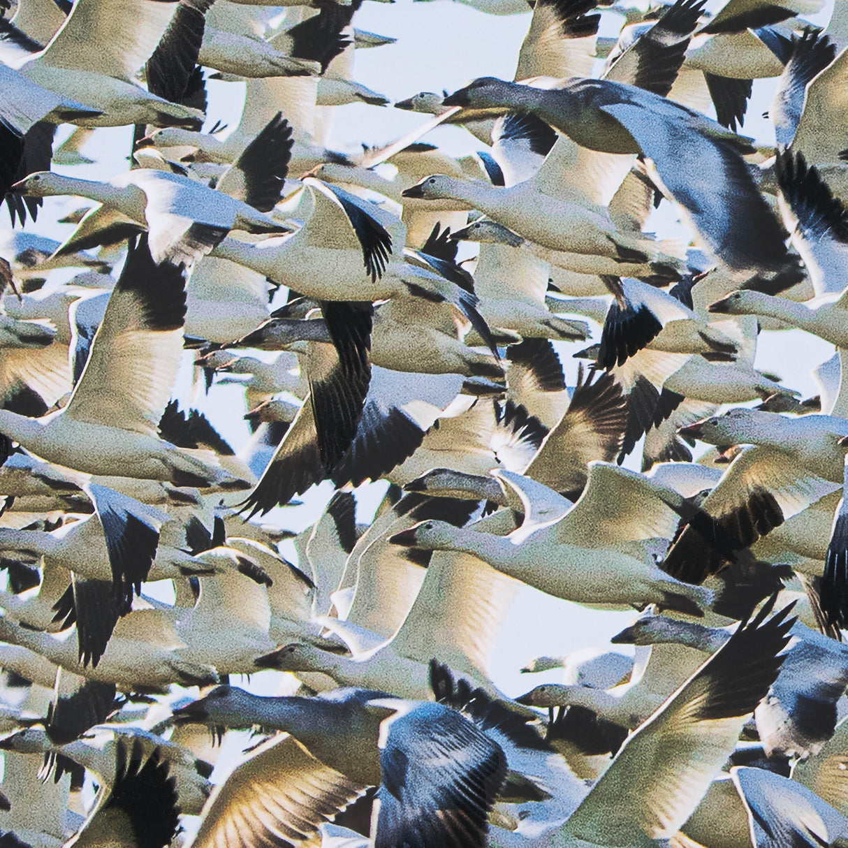 Snowgoose Migration 1 by Gary Blatter Hand Embellished Textured Framed Art Print Matted under Glass by Mercana at Eve Furniture