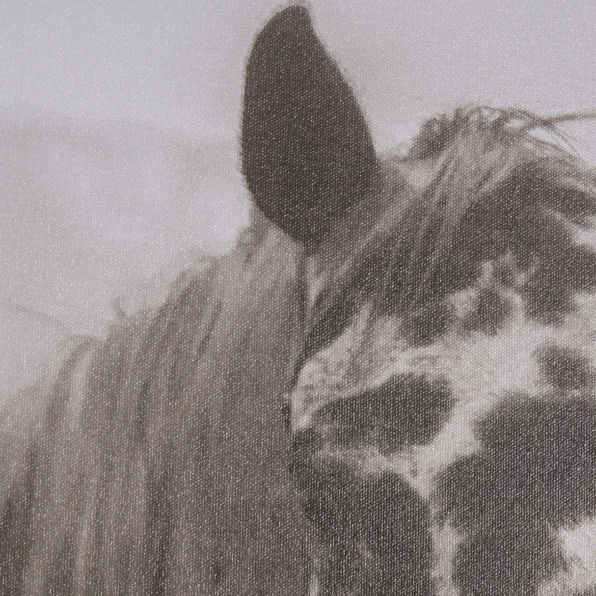 Spotted Solo Horse by Nathan Kane a Hand Embelished Textured Framed Photo Art Print by Mercana at Eve Furniture