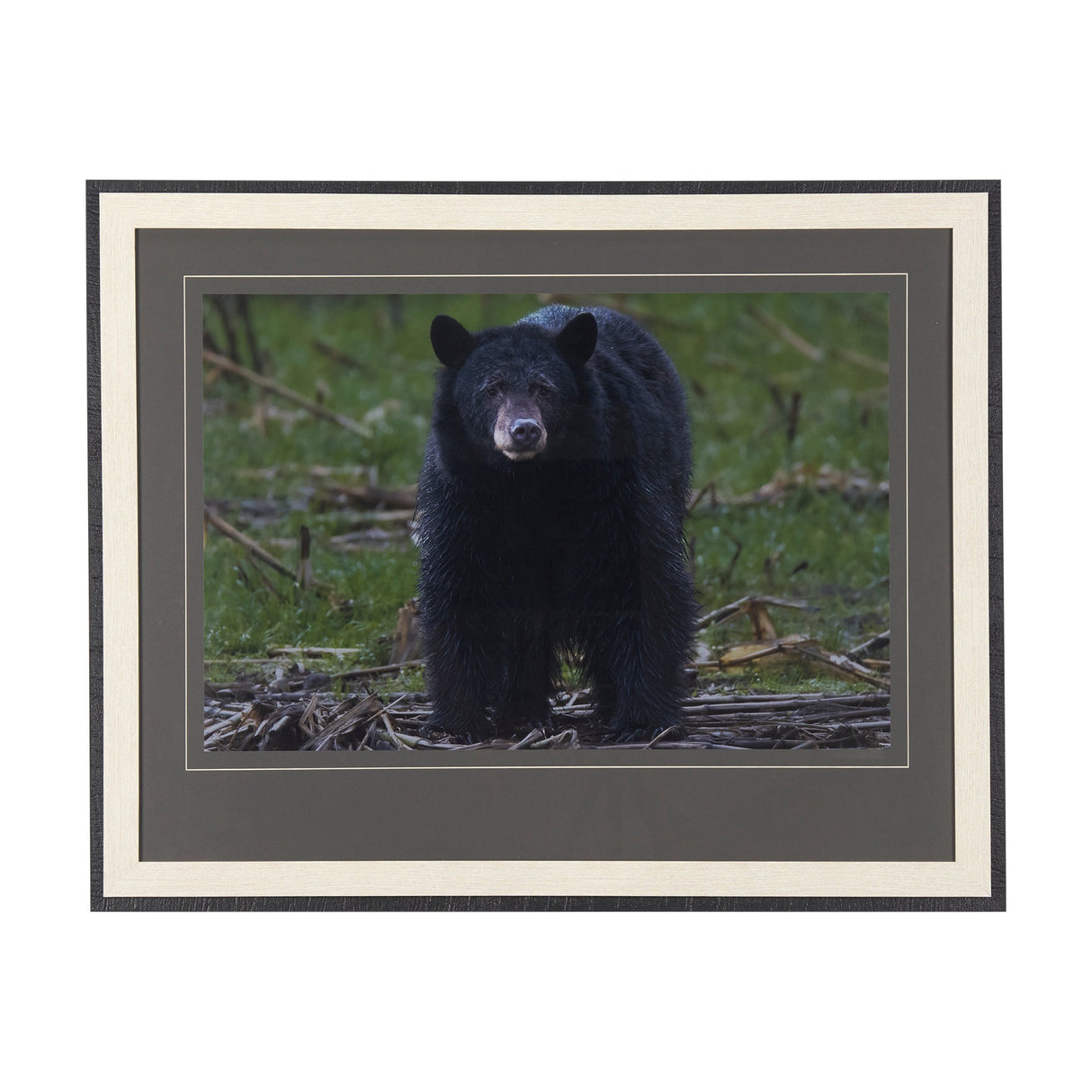 Standing Bear by Chad Mackay a Hand Embellished Textured Framed Photo Art Print Matted under Glass by Mercana at Eve Furniture
