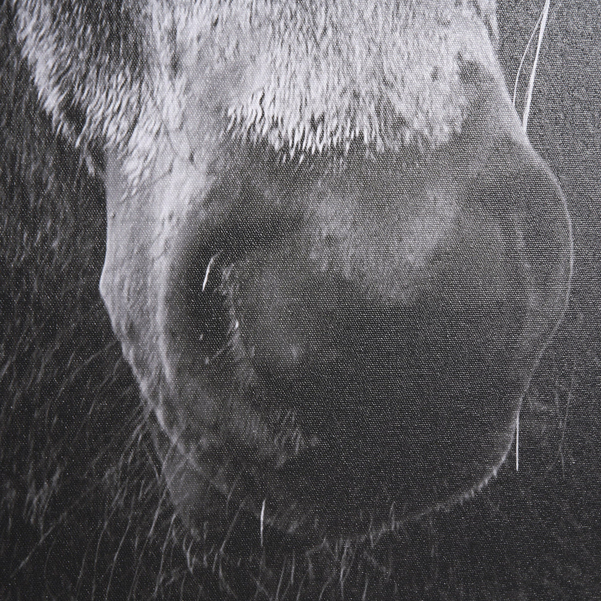 The Foal by Mercana Studio a Hand Embellished Textured Framed Canvas by Mercana at Eve Furniture