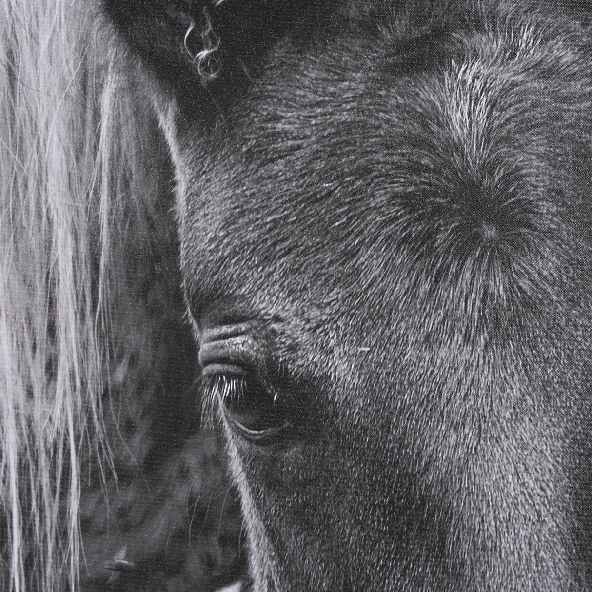 The Foal by Mercana Studio a Hand Embellished Textured Framed Canvas by Mercana at Eve Furniture