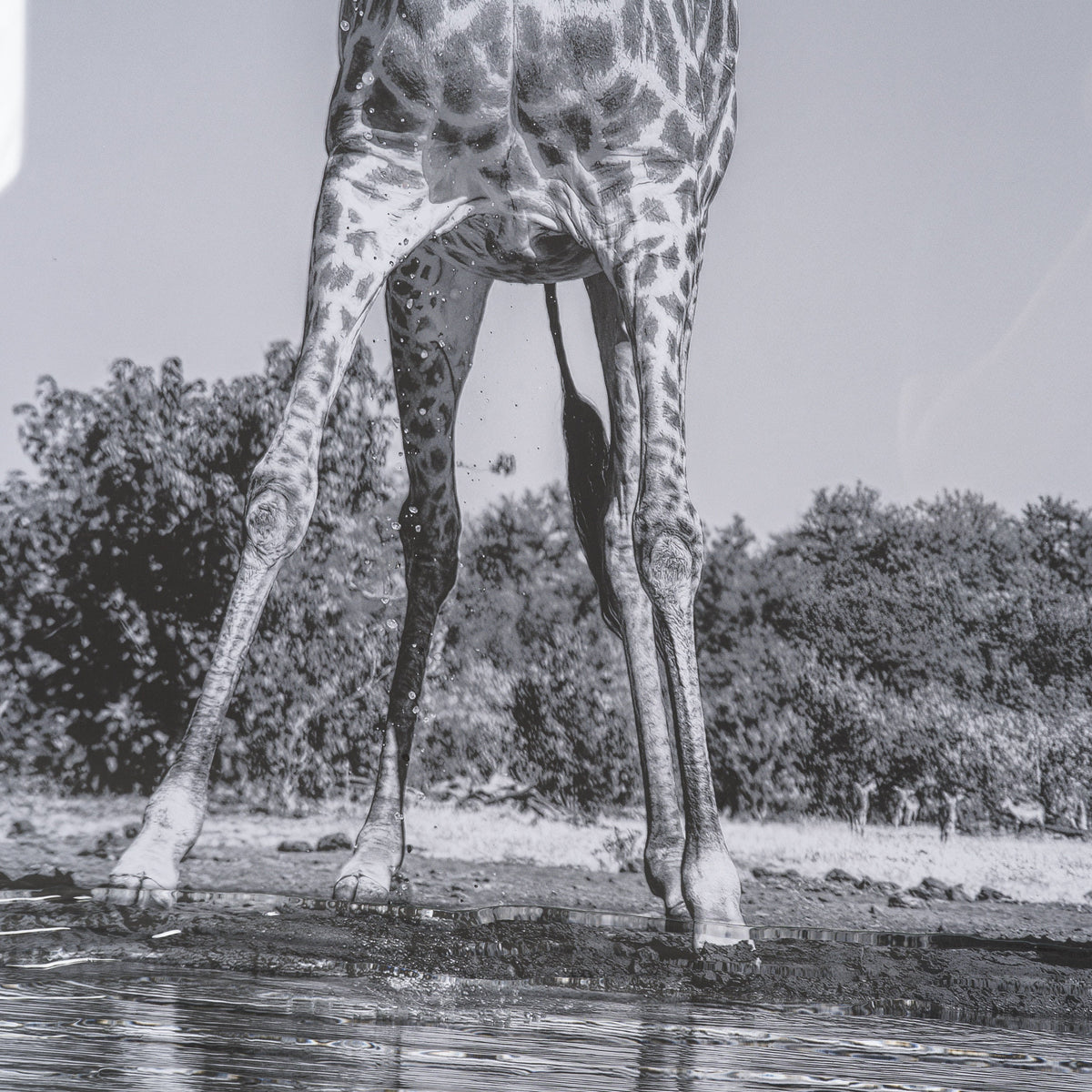 Thirsty Savanna Giraffes(Set of 2) by Jun Zuo Hand-Embellished Framed Photo Print Matted under Glass by Mercana at Eve Furniture