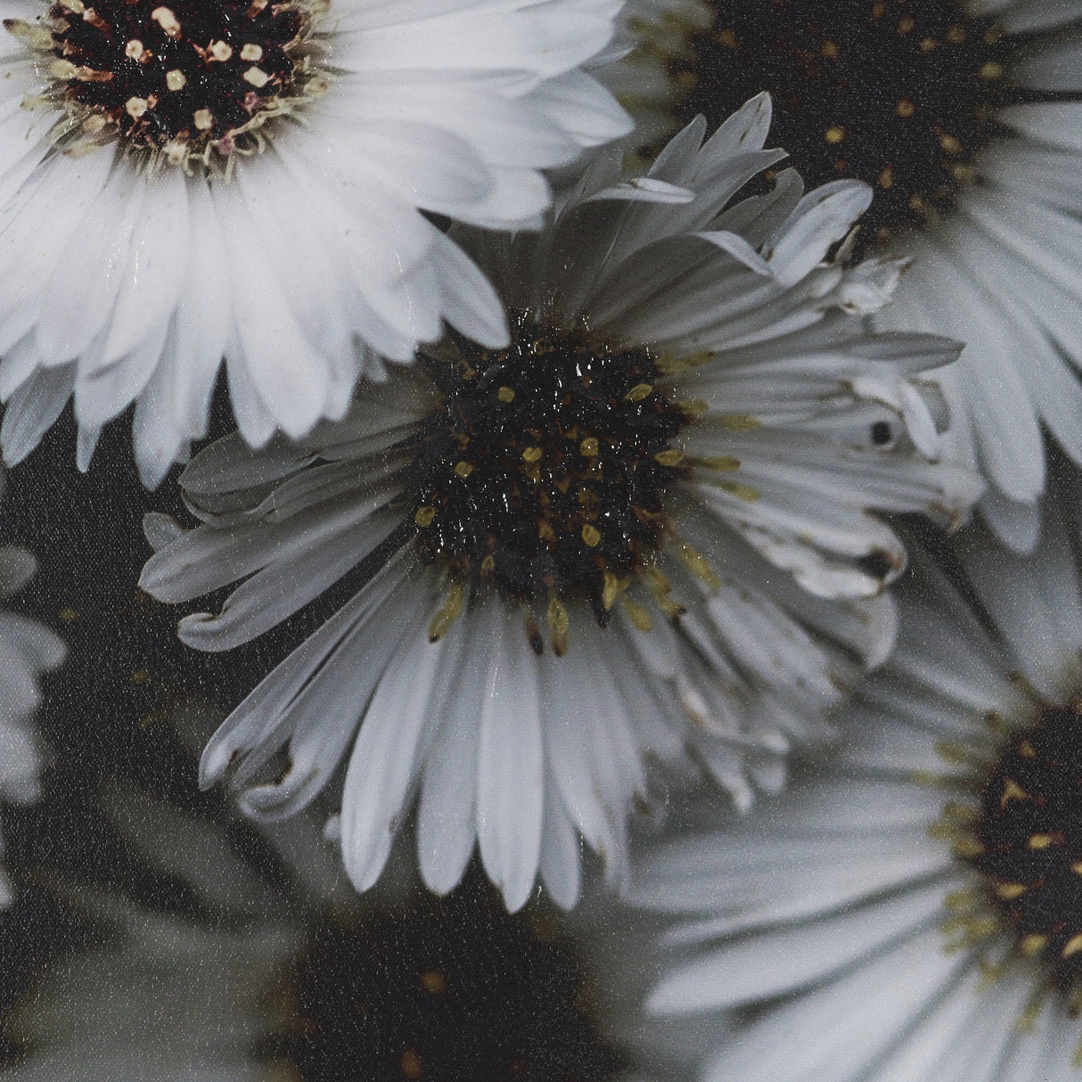 Tiny Flowers 3 by Mareike Bohmer Hand-Embellished Textured Framed Canvas Art Print by Mercana at Eve Furniture