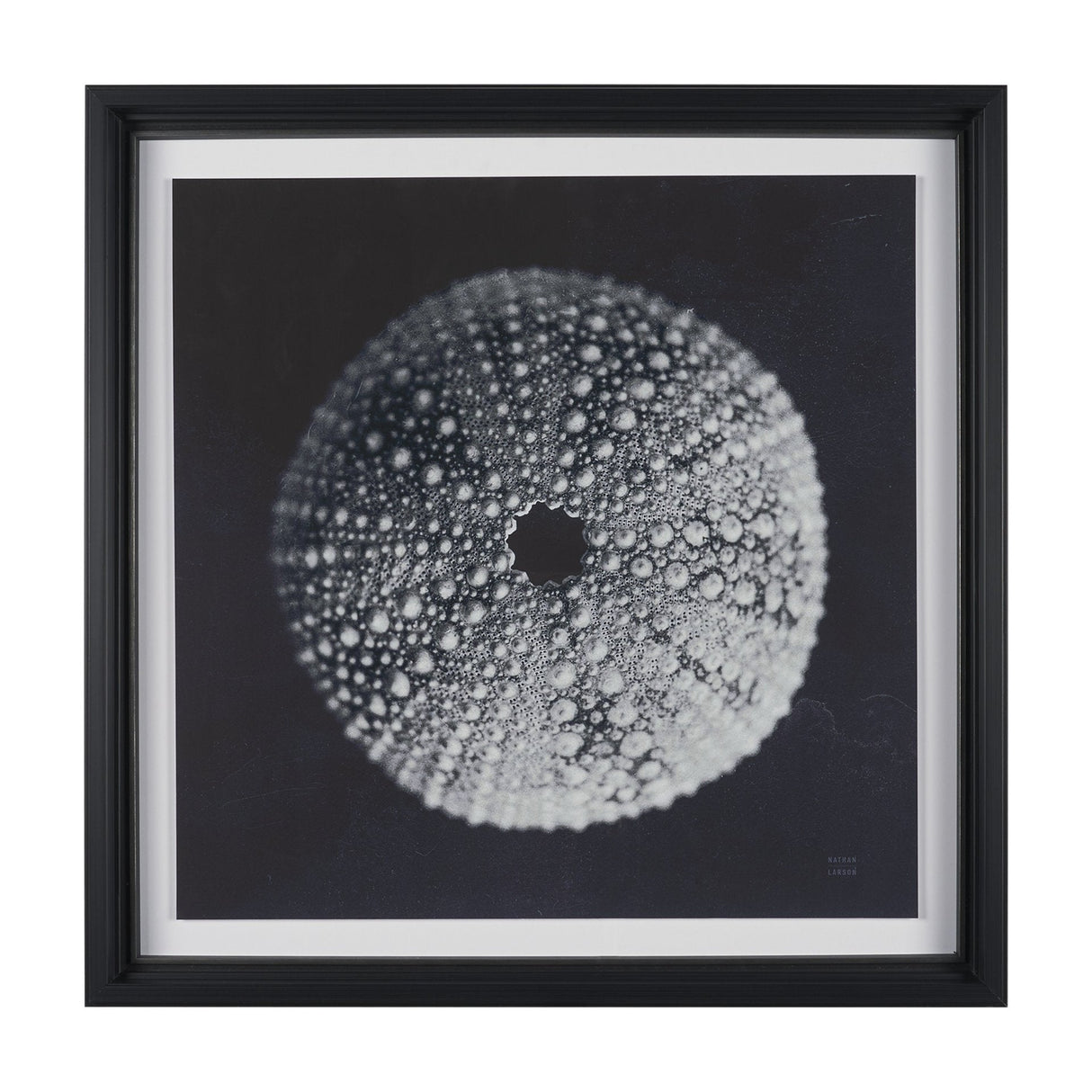 Urchin Still Life I by Nathan Larson a Hand Embellished Framed Photo Art Print Matted under Glass by Mercana at Eve Furniture