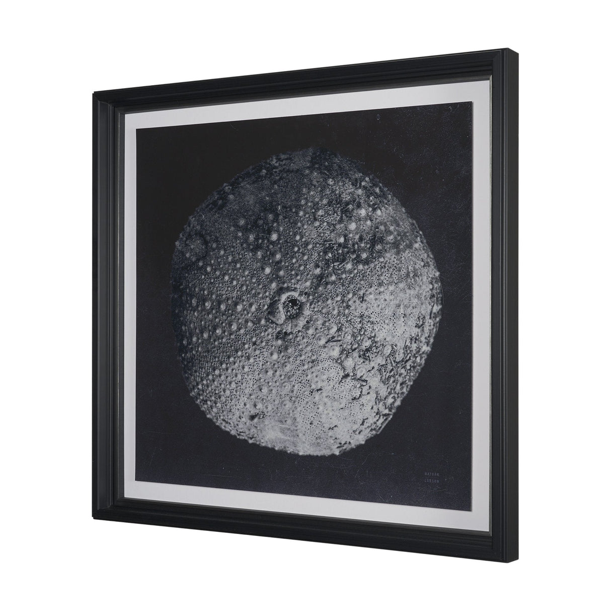 Urchin Still Life III by Nathan Larson a Hand Embellished Framed Photo Art Print Matted under Glass by Mercana at Eve Furniture