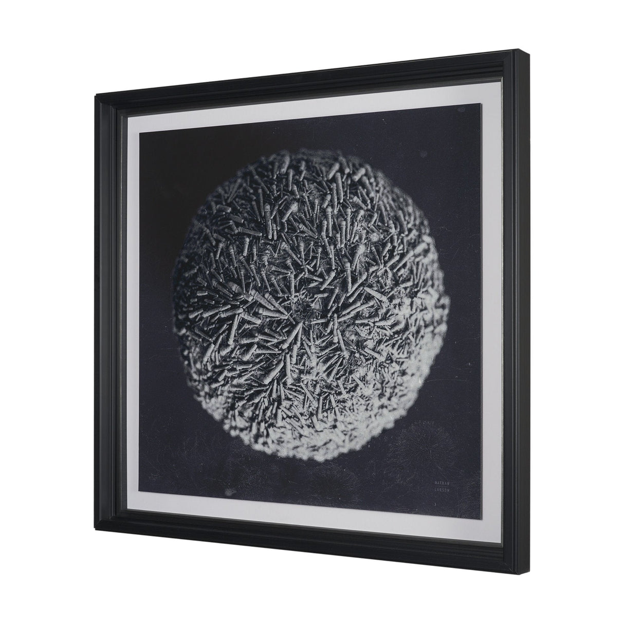Urchin Still Life IV by Nathan Larson a Hand Embellished Framed Photo Art Print Matted under Glass by Mercana at Eve Furniture
