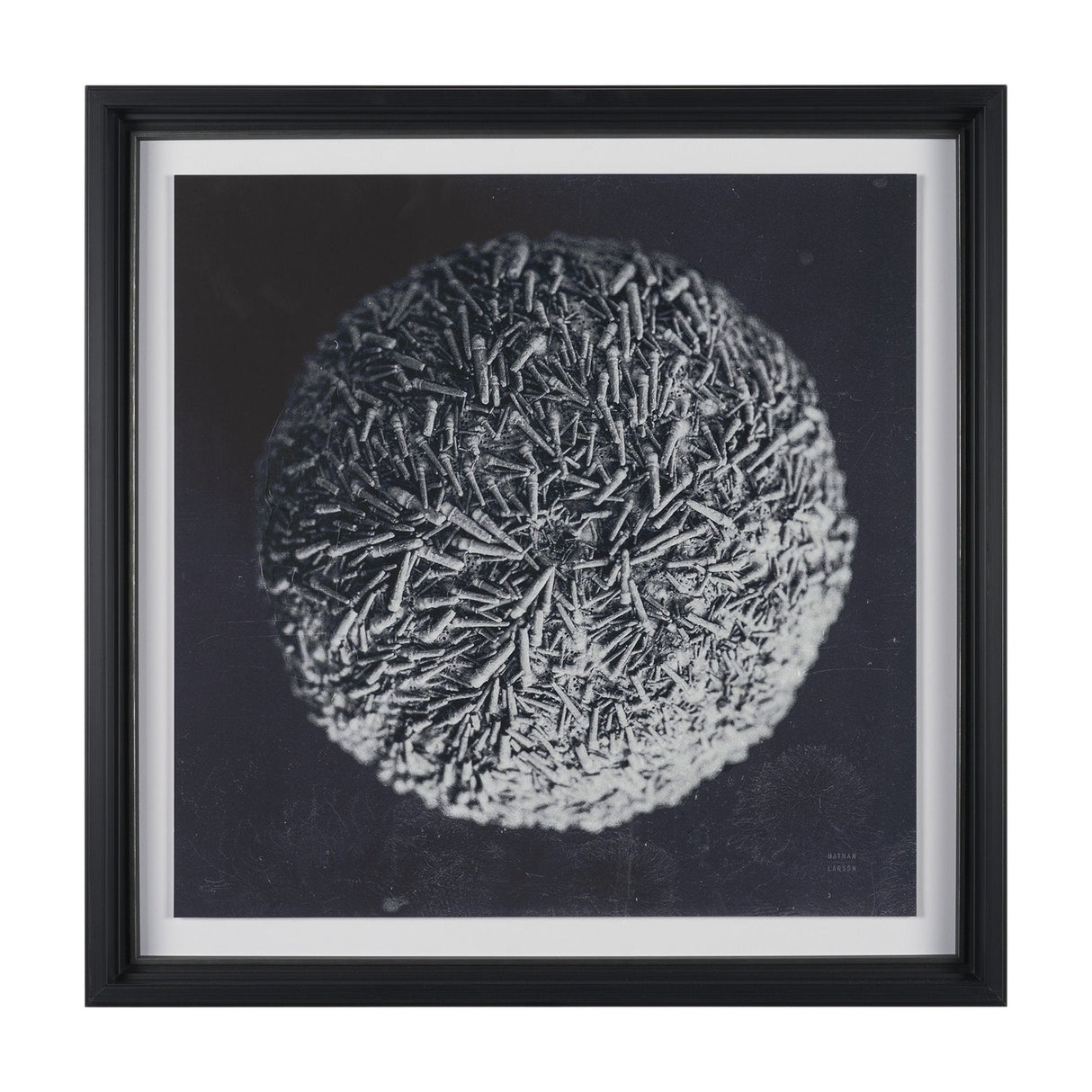 Urchin Still Life IV by Nathan Larson a Hand Embellished Framed Photo Art Print Matted under Glass by Mercana at Eve Furniture