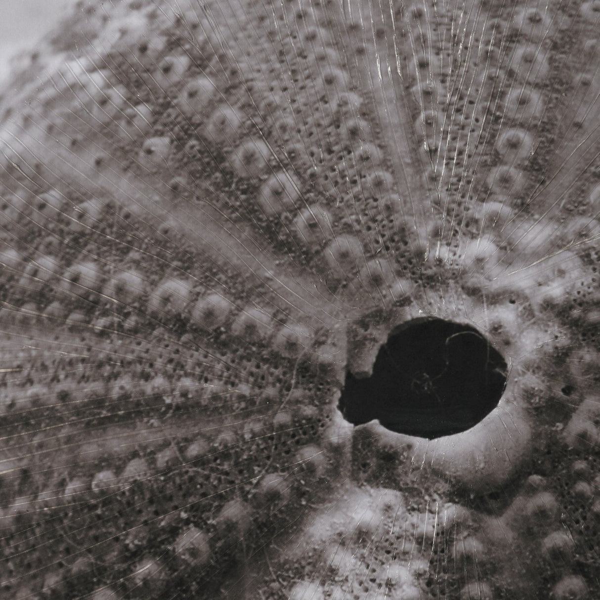 Urchins in Lace I by Deborah Revell a Hand Embellished Framed Print under Glass by Mercana at Eve Furniture