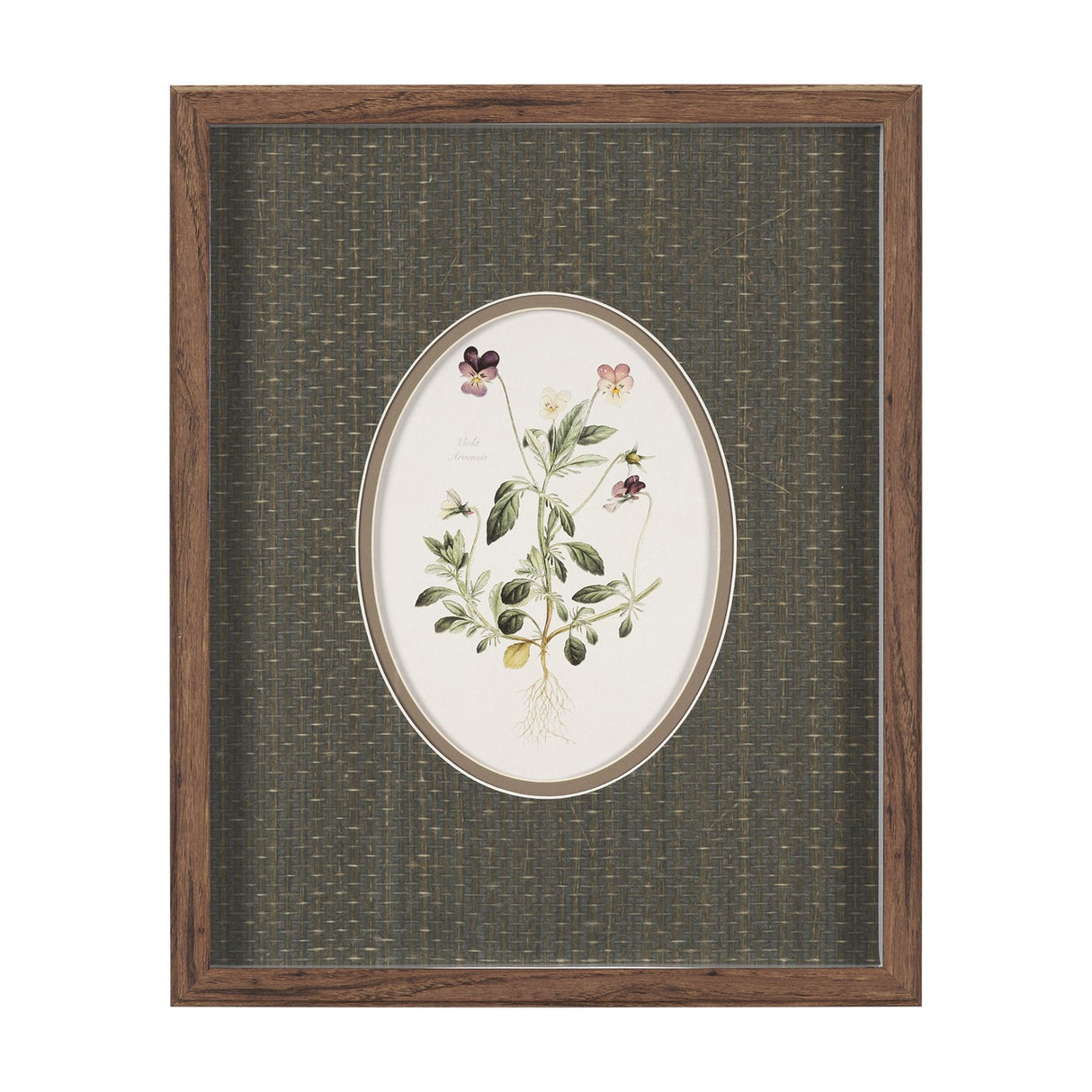 Viola Arvensis Flowers by Pierre Joseph Redoute a Hand Embellished Framed Print under Glass by Mercana at Eve Furniture