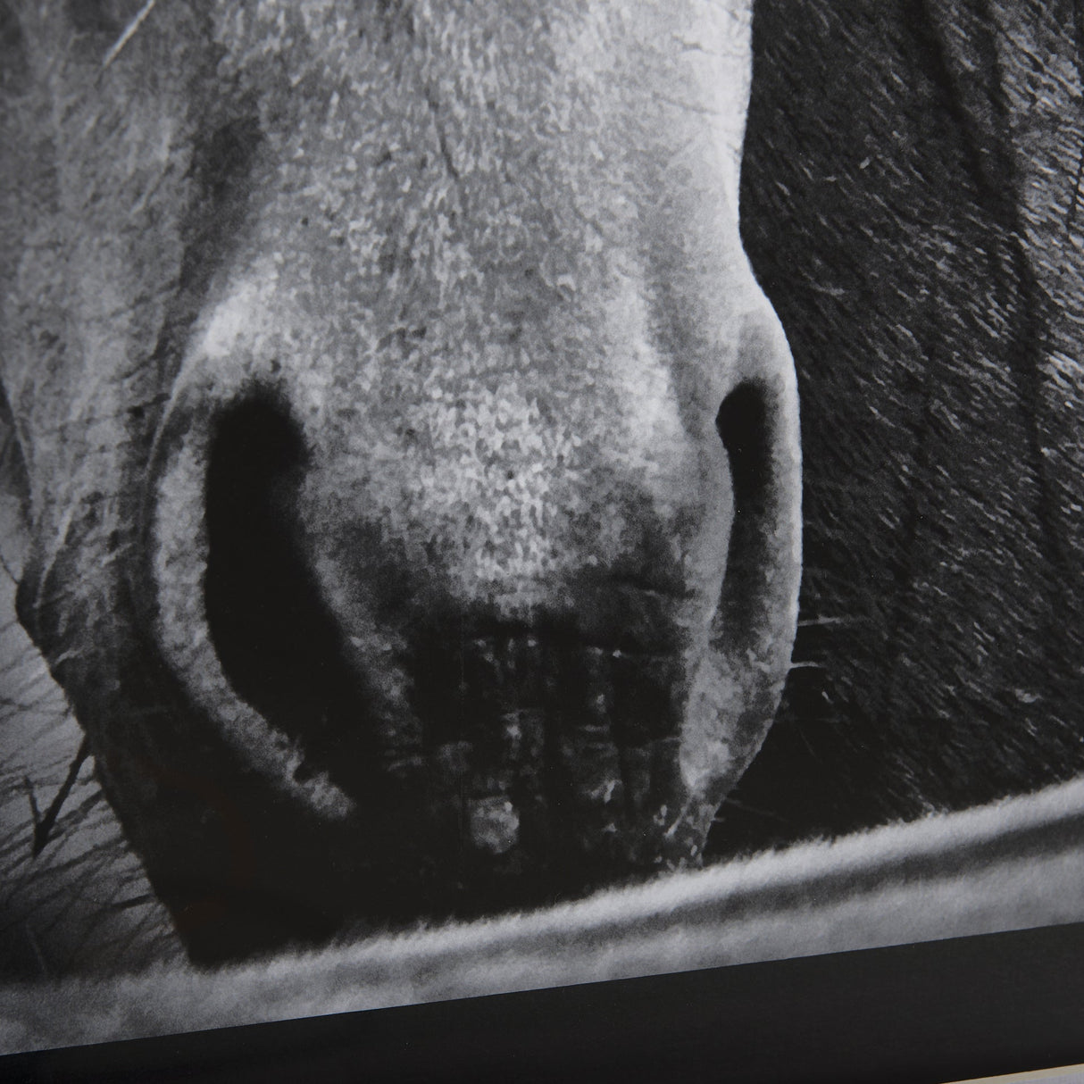Watched Presence by Mercana Studio a Hand Embellished Textured Framed Photo Art Print Matted under G by Mercana at Eve Furniture