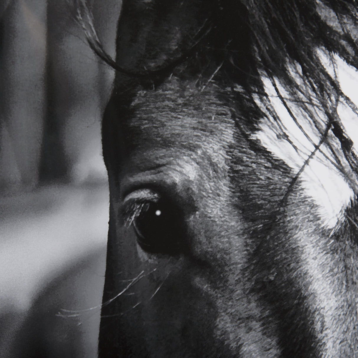 Watched Presence by Mercana Studio a Hand Embellished Textured Framed Photo Art Print Matted under G by Mercana at Eve Furniture